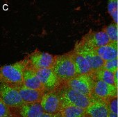 Anti-phospho-GSK3&#946; Ser9 Antibody, clone 6K18 ZooMAb&#174; Rabbit Monoclonal recombinant, expressed in HEK 293 cells