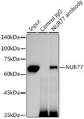 Anti-NUR77 antibody produced in rabbit