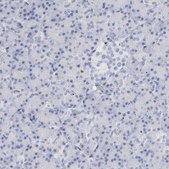 Anti-MCM7 antibody produced in rabbit Prestige Antibodies&#174; Powered by Atlas Antibodies, affinity isolated antibody, buffered aqueous glycerol solution