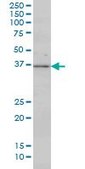 Monoclonal Anti-MAP2K3 antibody produced in mouse clone 2F12, purified immunoglobulin, buffered aqueous solution