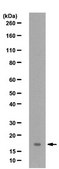 Anti-Histone H3.3 Antibody from rabbit, purified by affinity chromatography
