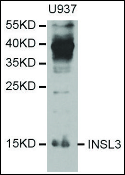 Anti-INSL3 antibody produced in rabbit affinity isolated antibody