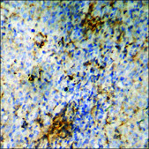 Anti-phospho-Retinoblastoma (pSer811) antibody produced in rabbit affinity isolated antibody
