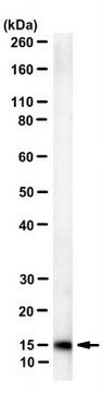 Anti-CXCL1/GROa Antibody, clone HL2401