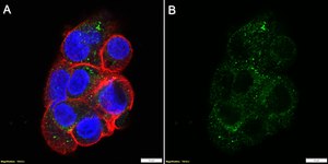 Anti-AGTR1 Antibody, clone 1I12 ZooMAb® Rabbit Monoclonal recombinant, expressed in HEK 293 cells