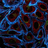 Anti-Mouse IgG1 (&#947;1), CF&#8482;555 antibody produced in goat ~2&#160;mg/mL, affinity isolated antibody, buffered aqueous solution