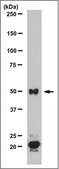 Anti-WIPI-2, clone 1B8.1 Antibody clone 1B8.1, from mouse