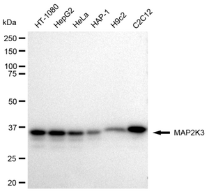 KD-Validated Anti MAP2K3 Antibody, clone 23GB2420, Rabbit Monoclonal clone 23GB2420, recombinant rabbit monoclonal, expressed in HEK293 cells
