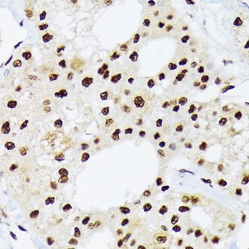 Anti-hnRNP Q/SYNCRIP antibody produced in rabbit