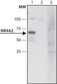 Anti-NR4A2 antibody produced in rabbit ~1.5&#160;mg/mL, affinity isolated antibody, buffered aqueous solution