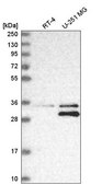 Anti-MTAP antibody produced in rabbit Prestige Antibodies&#174; Powered by Atlas Antibodies, affinity isolated antibody