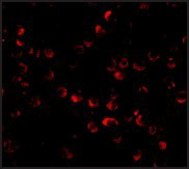 Anti-ARF-BP1 antibody produced in rabbit affinity isolated antibody, buffered aqueous solution