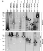 Anti-Glutathione-S-Transferase (GST) antibody produced in rabbit IgG fraction of antiserum, buffered aqueous solution