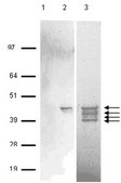RIPAb+ AUF1 - RIP Validated Antibody and Primer Set from rabbit