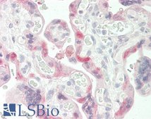 Anti-TGM2 antibody produced in goat affinity isolated antibody, buffered aqueous solution