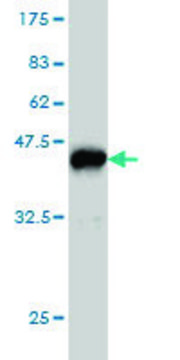 Monoclonal Anti-PAFAH1B1 antibody produced in mouse clone 2C12, purified immunoglobulin, buffered aqueous solution