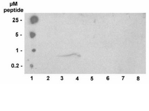 Anti-phospho-Histone H3 (Thr3) Antibody, clone JY325, rabbit monoclonal culture supernatant, clone JY325, Upstate&#174;