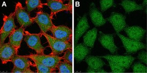 Anti-p16 Antibody, clone D25 ZooMAb® Mouse Monoclonal recombinant, expressed in HEK 293 cells