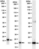 Anti-Mitochondrial Pyruvate Carrier 2 (BRP44) clone n/a, from mouse