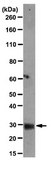 Anti-Tim3 Antibody, clone 2E2 clone 2E2, from mouse