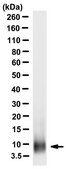 Anti-RANTES/CCL5 Antibody, clone 15B5.6