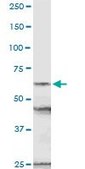 Anti-NUP54 antibody produced in rabbit purified immunoglobulin, buffered aqueous solution