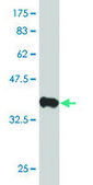 ANTI-PTK2 antibody produced in mouse clone 1D7, purified immunoglobulin, buffered aqueous solution