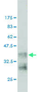 Monoclonal Anti-NRAS antibody produced in mouse clone 2A3, purified immunoglobulin, buffered aqueous solution