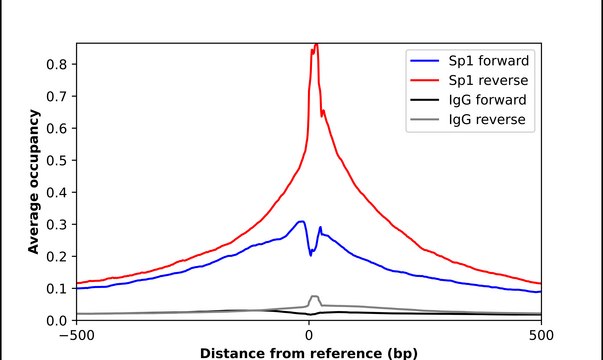Anti-SP1 antibody produced in rabbit Ab1, Prestige Antibodies&#174; Powered by Atlas Antibodies, affinity isolated antibody, buffered aqueous glycerol solution