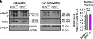 Anti-Metabotropic Glutamate Receptor 5 Antibody, pain Chemicon&#174;, from rabbit