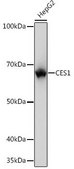 Anti-CES1 antibody produced in rabbit