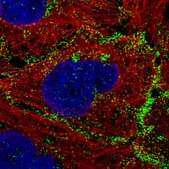 Monoclonal Anti-VANGL1 antibody produced in mouse Prestige Antibodies&#174; Powered by Atlas Antibodies, clone CL0241, purified immunoglobulin, buffered aqueous glycerol solution