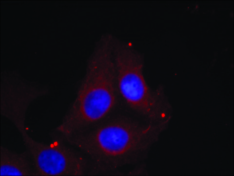 Anti-phospho-GAP43 (pSer41) antibody produced in rabbit affinity isolated antibody