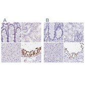 Anti-HDGFL1 antibody produced in rabbit Prestige Antibodies&#174; Powered by Atlas Antibodies, affinity isolated antibody, buffered aqueous glycerol solution