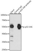 Anti-Phospho-p53-S46 antibody produced in rabbit