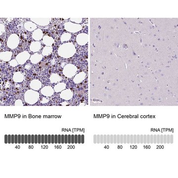 Anti-MMP9 antibody produced in rabbit Prestige Antibodies® Powered by Atlas Antibodies, affinity isolated antibody, buffered aqueous glycerol solution