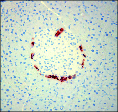 Monoclonal Anti-Glucagon antibody produced in mouse clone K79bB10, ascites fluid