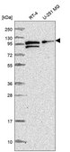 Anti-Pdcd6Ip Antibody Produced In Rabbit Prestige Antibodies&#174; Powered by Atlas Antibodies, affinity isolated antibody, buffered aqueous glycerol solution