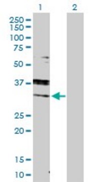 Anti-RAB7A antibody produced in rabbit purified immunoglobulin, buffered aqueous solution