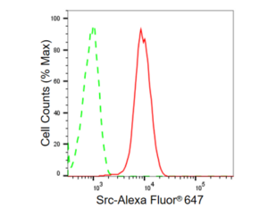 KD-Validated Anti Src Antibody, clone 23GB985, Rabbit Monoclonal clone 23GB985, recombinant rabbit monoclonal, expressed in HEK293 cells