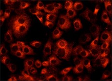 Anti-ERGIC-53/p58 antibody produced in rabbit affinity isolated antibody, buffered aqueous solution