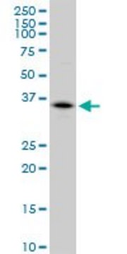 Anti-CA4 antibody produced in mouse purified immunoglobulin, buffered aqueous solution