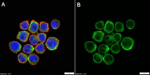 Anti-CSF-1R/CD115 Antibody, clone 1F6 ZooMAb® Rabbit Monoclonal recombinant, expressed in HEK 293 cells