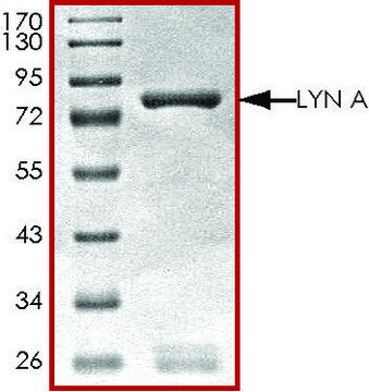 LYN A, active, GST tagged human PRECISIO&#174;, recombinant, expressed in baculovirus infected Sf9 cells, &#8805;70% (SDS-PAGE), buffered aqueous glycerol solution