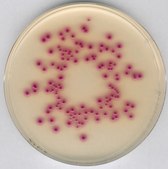 Chromocult&#174; Coliform Agar ChromoCult&#174;, according to ISO 9308, EPA, AOAC&#174;, granular, for coliforms, for Escherichia coli, pack of 500&#160;g