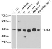 Anti-ERK2 antibody produced in rabbit