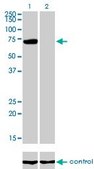 Monoclonal Anti-PIAS3 antibody produced in mouse clone 4F12, purified immunoglobulin, buffered aqueous solution
