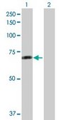 Anti-RAF1 antibody produced in mouse purified immunoglobulin, buffered aqueous solution