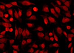 Anti-Histone Deacetylase 1 (HDAC1) antibody produced in rabbit IgG fraction of antiserum, buffered aqueous solution