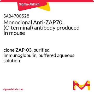 Monoclonal Anti-ZAP70 , (C-terminal) antibody produced in mouse clone ZAP-03, purified immunoglobulin, buffered aqueous solution